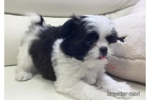 成約済の宮崎県のミックス犬-239232の2枚目